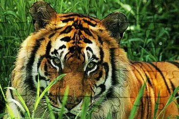 tigre jigsaw puzzle