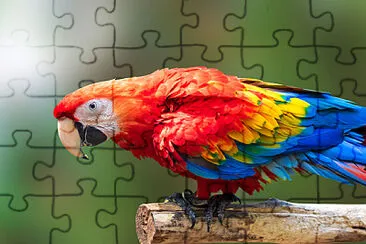 aves jigsaw puzzle