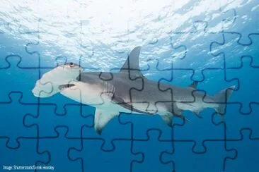 פאזל של shark