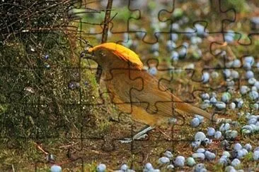 פאזל של Uccello giardiniere di buon gusto