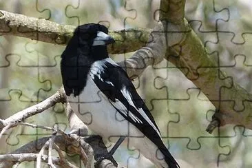 Uccello beccaio bianconero jigsaw puzzle