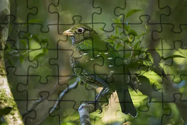 Uccello gatto verde jigsaw puzzle