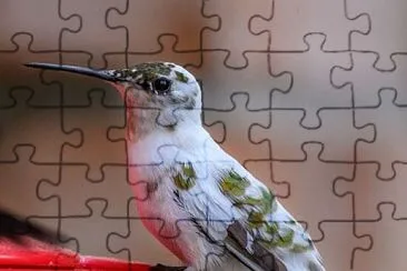 pajaro jigsaw puzzle