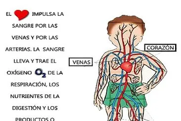 Encontraras Las partes del sistema circulatorio jigsaw puzzle