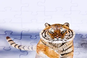 פאזל של tigre