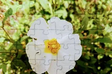 FLOWERS jigsaw puzzle