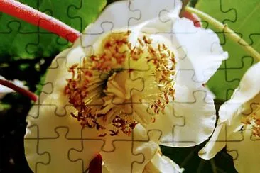 FLOWERS jigsaw puzzle