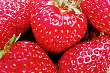 FRESAS