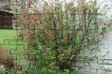 Chaumont arbre d 'ornement