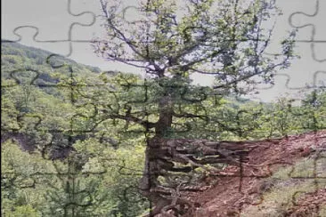 arbol jigsaw puzzle