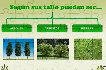 Plantas - clasificación jigsaw puzzle