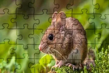 WHAT IS THIS ANIMAL? jigsaw puzzle