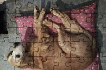 Mascota jigsaw puzzle