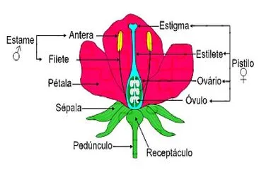 Partes da Folor