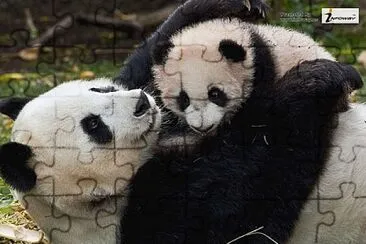 panda jigsaw puzzle