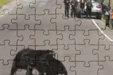 osos jigsaw puzzle