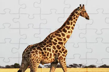 GIRAFA