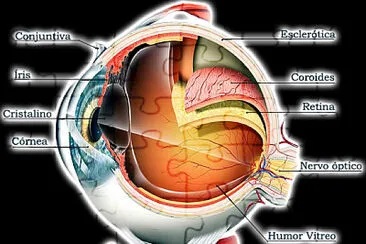 Anatomia dos olhos