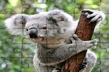 KOALA