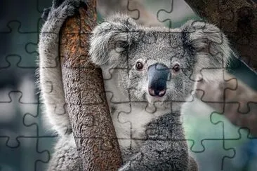 QUE ANIMAL É ESSE? jigsaw puzzle