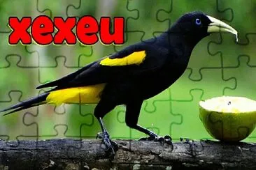 XEXEU AVE