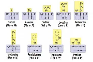 Aminoácidos importantes