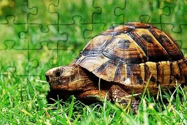 TORTUGUITA jigsaw puzzle