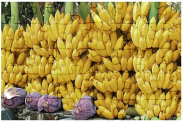 augue bananero jigsaw puzzle