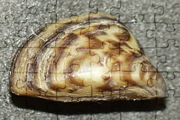 Cozza zebrata