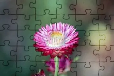 F jigsaw puzzle