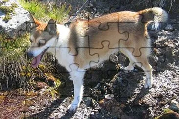 Norsk lundehund jigsaw puzzle