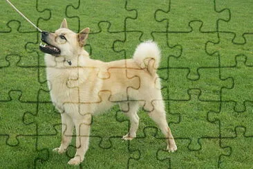 Hallefors elkhound jigsaw puzzle