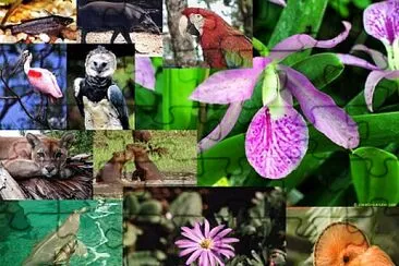 Realizar el siguiente rompe cabeza de la amazonia jigsaw puzzle