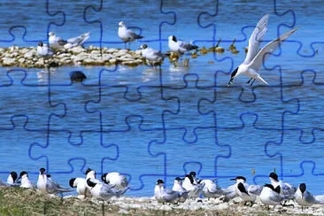 Bord de mer jigsaw puzzle