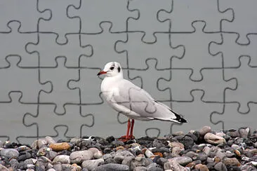 Mouette jigsaw puzzle