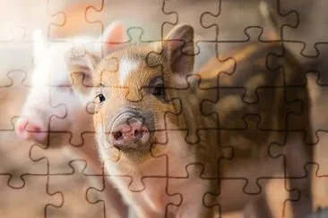 Foto jigsaw puzzle