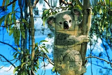 Koala jigsaw puzzle