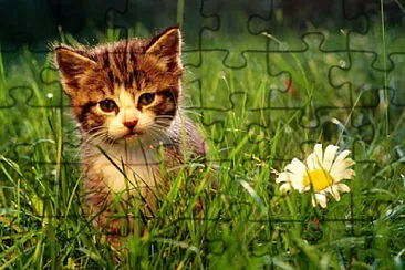 Gatico jigsaw puzzle