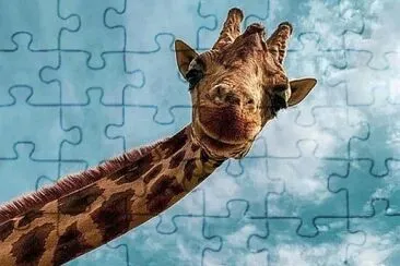 139 jigsaw puzzle