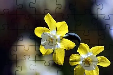 Foto jigsaw puzzle