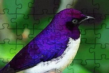 Foto jigsaw puzzle