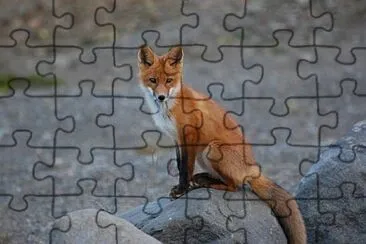 Foto jigsaw puzzle