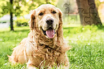 Perro jigsaw puzzle