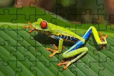 Anfíbio jigsaw puzzle