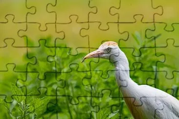 Foto jigsaw puzzle