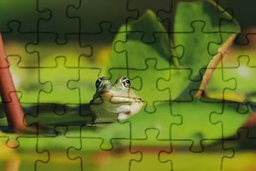 Foto jigsaw puzzle