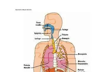 פאזל של Aparato  respiratorio