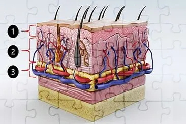 Estuturas jigsaw puzzle