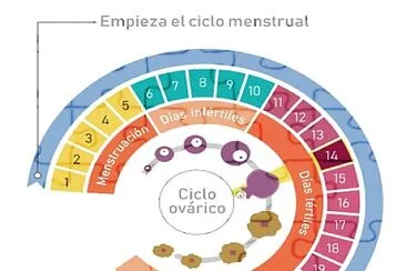 El ciclo menstrual