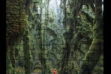 bosque jigsaw puzzle